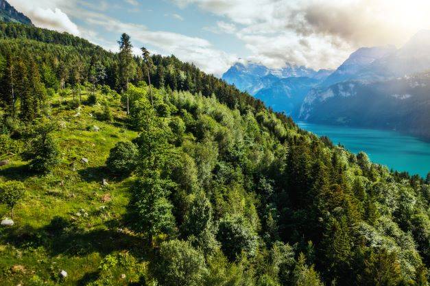 Shell setzt sich für Schweizer Wälder ein