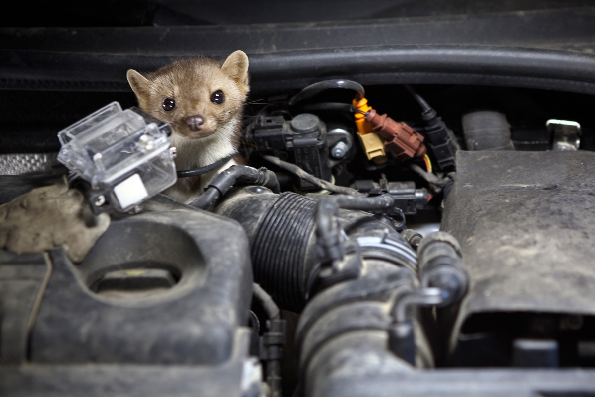 Кошка под капот. Котенок под капотом машины. Животные под машиной.